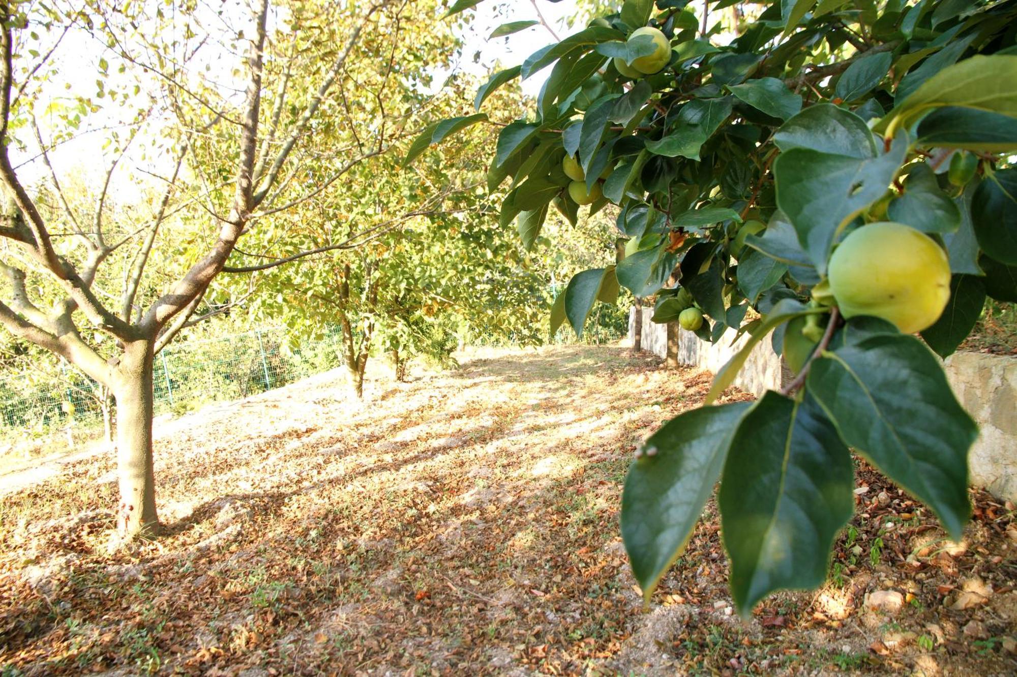 Bizim Ev Villa Sapanca Kültér fotó
